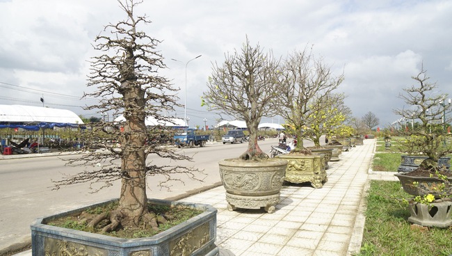 Độc, lạ những cây mai vàng bonsai nhìn là thích, ngắm là mê ở Bình Định- Ảnh 18.