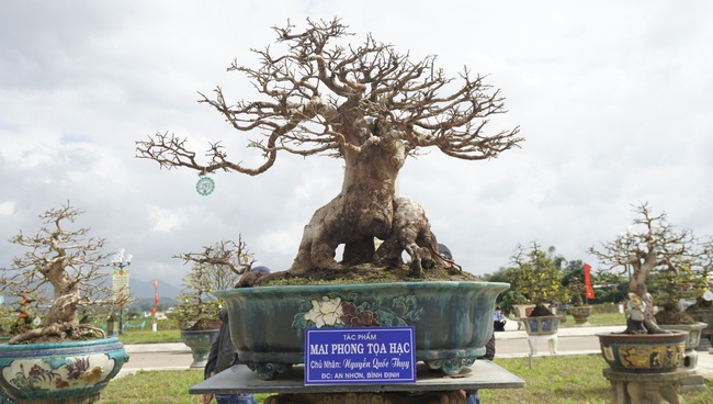 Độc, lạ những cây mai vàng bonsai nhìn là thích, ngắm là mê ở Bình Định- Ảnh 6.