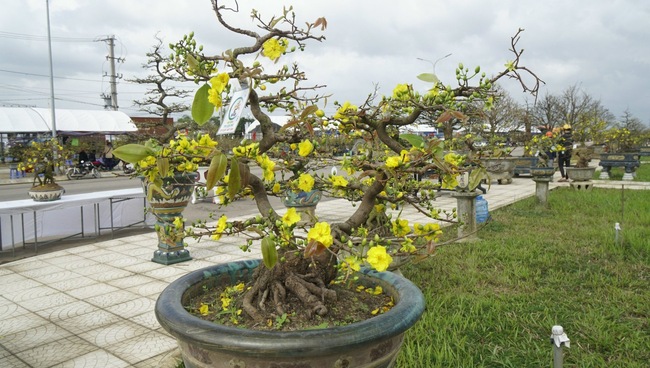 Độc, lạ những cây mai vàng bonsai nhìn là thích, ngắm là mê ở Bình Định- Ảnh 5.
