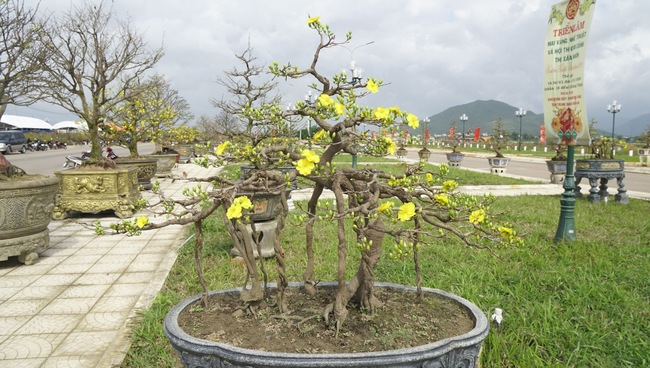 Độc, lạ những cây mai vàng bonsai nhìn là thích, ngắm là mê ở Bình Định- Ảnh 4.