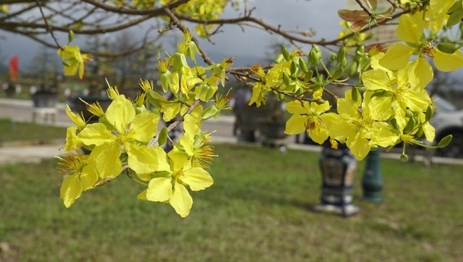 Độc, lạ những cây mai vàng bonsai nhìn là thích, ngắm là mê ở Bình Định- Ảnh 2.