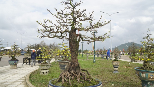 Độc, lạ những cây mai vàng bonsai nhìn là thích, ngắm là mê ở Bình Định- Ảnh 20.