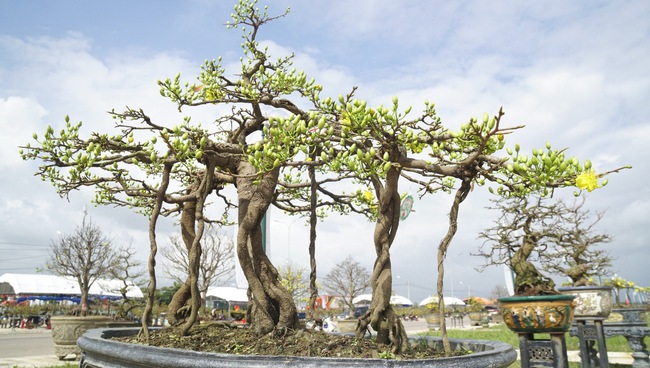 Độc, lạ những cây mai vàng bonsai nhìn là thích, ngắm là mê ở Bình Định- Ảnh 15.