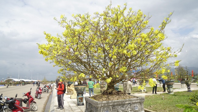 Độc, lạ những cây mai vàng bonsai nhìn là thích, ngắm là mê ở Bình Định- Ảnh 1.