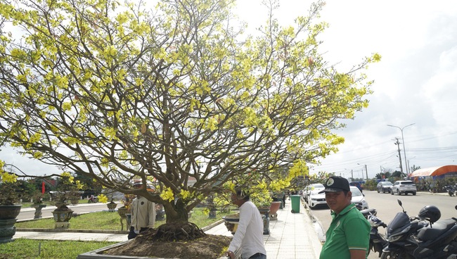 Độc, lạ những cây mai vàng bonsai nhìn là thích, ngắm là mê ở Bình Định- Ảnh 11.