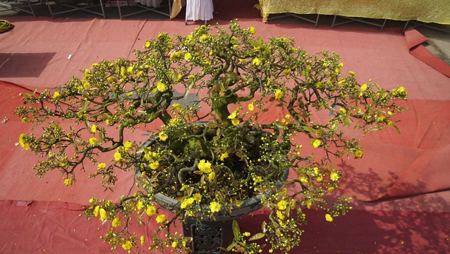Độc, lạ những cây mai vàng bonsai nhìn là thích, ngắm là mê ở Bình Định- Ảnh 12.