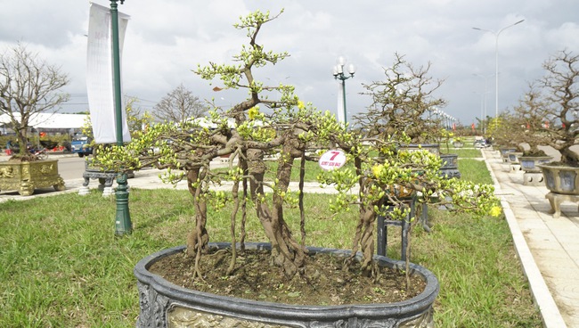 Độc, lạ những cây mai vàng bonsai nhìn là thích, ngắm là mê ở Bình Định- Ảnh 10.