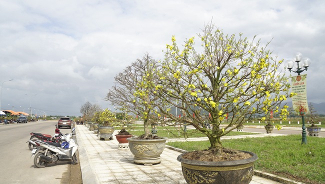 Độc, lạ những cây mai vàng bonsai nhìn là thích, ngắm là mê ở Bình Định- Ảnh 8.
