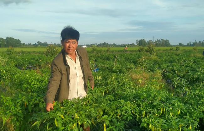 Trồng ớt sừng vàng xen canh trong vườn cây ăn trái, nông dân một nơi ở Kiên Giang có thu nhập tốt- Ảnh 2.