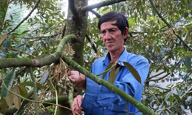 Ông nông dân ở Cần Thơ, nuôi lươn thu tiền tỷ, nuôi ếch thành công, trồng sầu riêng bán 15 tấn trái- Ảnh 1.