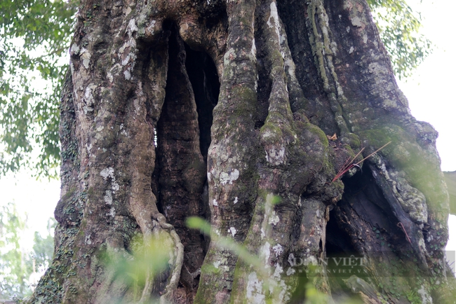 Một cây cổ thụ 700 năm tuổi ở Hà Tĩnh tương truyền cứu vua Lê Thái Tổ nay vẫn xanh um, quả thơm khắp làng- Ảnh 5.