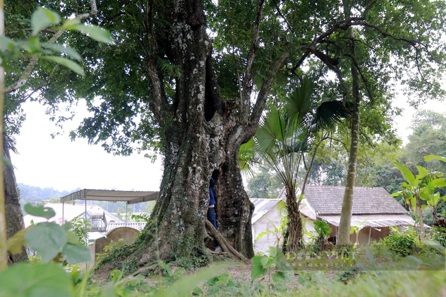 Một cây cổ thụ 700 năm tuổi ở Hà Tĩnh tương truyền cứu vua Lê Thái Tổ nay vẫn xanh um, quả thơm khắp làng- Ảnh 7.