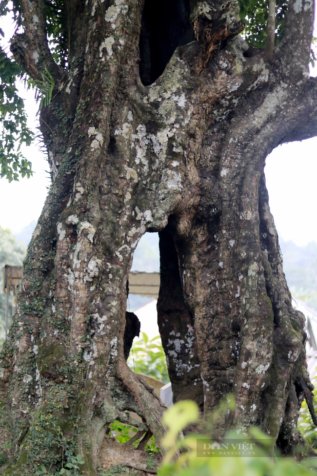 Một cây cổ thụ 700 năm tuổi ở Hà Tĩnh tương truyền cứu vua Lê Thái Tổ nay vẫn xanh um, quả thơm khắp làng- Ảnh 9.