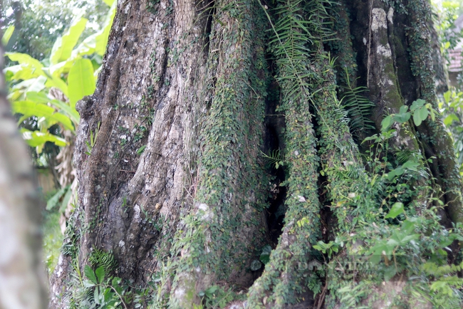 Một cây cổ thụ 700 năm tuổi ở Hà Tĩnh tương truyền cứu vua Lê Thái Tổ nay vẫn xanh um, quả thơm khắp làng- Ảnh 11.