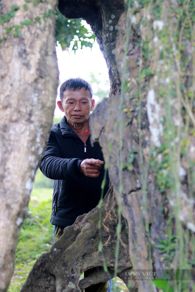 Một cây cổ thụ 700 năm tuổi ở Hà Tĩnh tương truyền cứu vua Lê Thái Tổ nay vẫn xanh um, quả thơm khắp làng- Ảnh 12.
