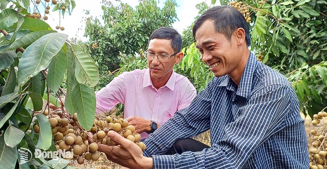 Trồng nhãn Thái Ido ở Đồng Nai kiểu gì mà cây thấp tè đã ra đầy trái, nhiều người đến xem?- Ảnh 1.