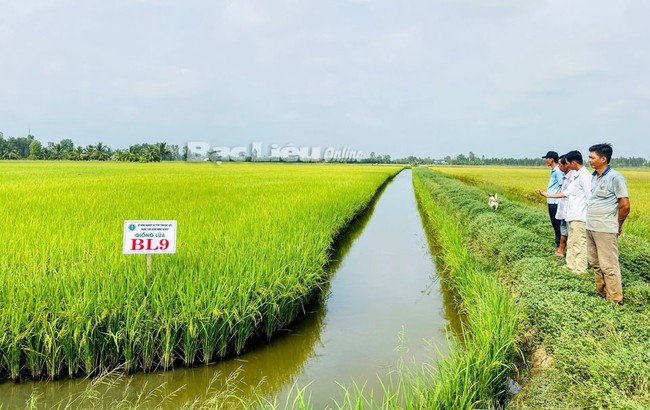 Một giống lúa thơm mới trồng ở nơi này của Bạc Liêu, nông dân trúng đậm- Ảnh 1.