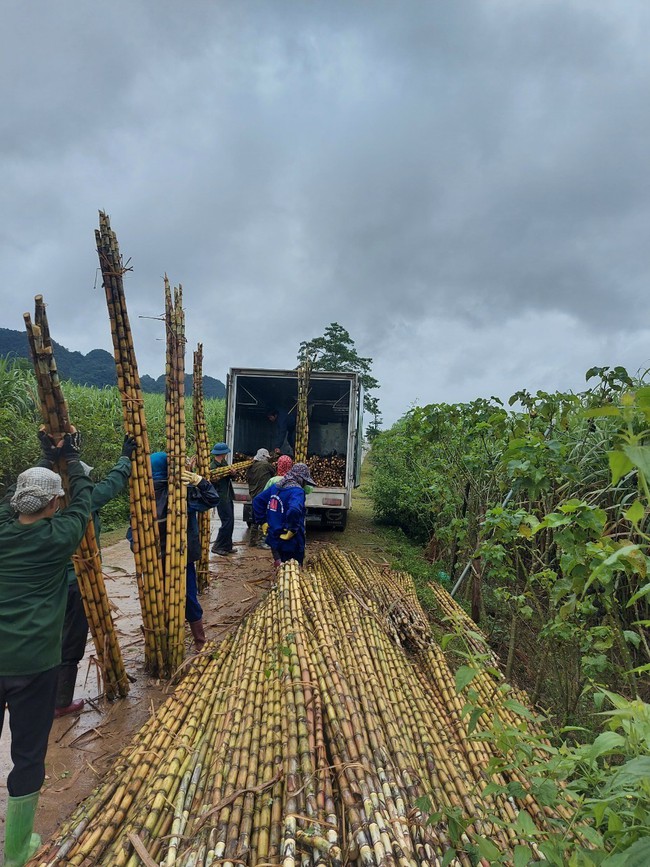 "Tân binh" ghi dấu ấn ở thị trường thế giới: Mía tươi lên đường sang Mỹ, tép muối sang Hàn Quốc...- Ảnh 1.