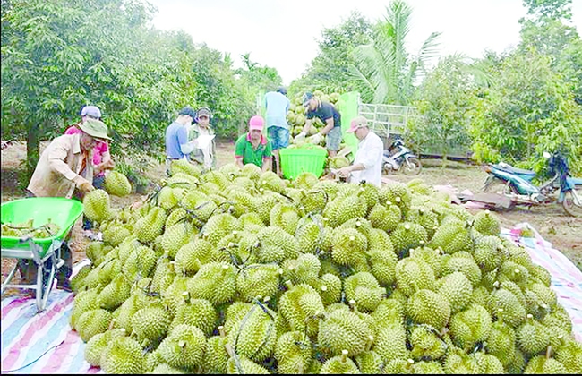 “Thần kỳ” sầu riêng Việt Nam, loại trái cây ngon nổi tiếng mang về 2,2 tỷ USD- Ảnh 2.