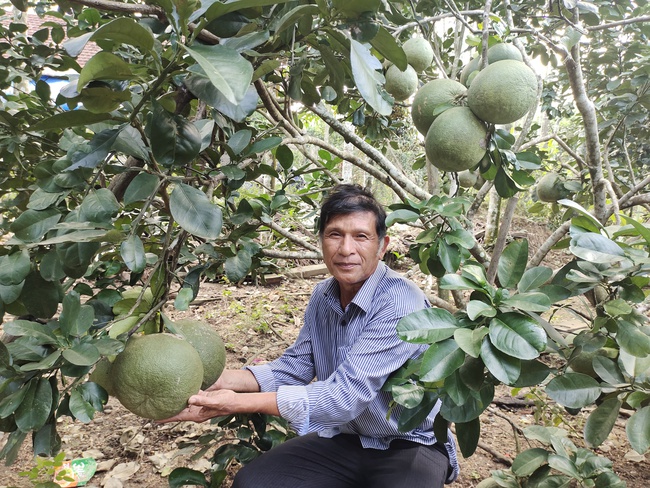 Trồng bưởi da xanh bán Tết, nông dân huyện An Lão, Bình Định thu 200 triệu đồng/năm- Ảnh 1.