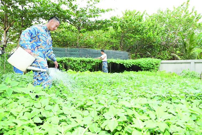 Đất ở Trường Sa: Mảnh vườn trồng rau xanh và vị quê day dứt- Ảnh 1.