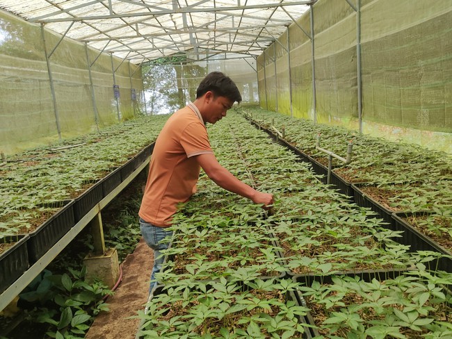 Những tỷ phú nông dân trồng sâm quý ở Quảng Nam làm giàu giữa núi rừng Ngọc Linh- Ảnh 2.