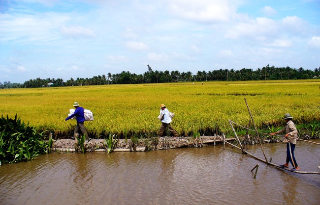 Đào đất ăn như kẹo... chuyện kỳ lạ ở nhiều vùng quê- Ảnh 3.