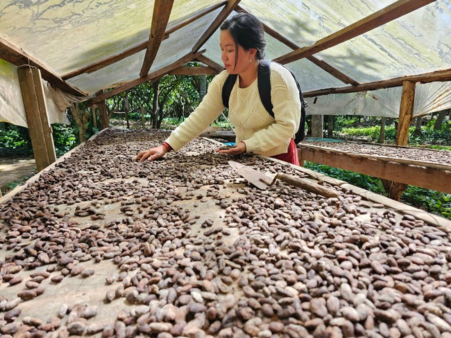 Ở giữa Buôn Ma Thuột có vườn cacao độc lạ chưa từng thấy, khách đến thưởng thức là không muốn về- Ảnh 2.