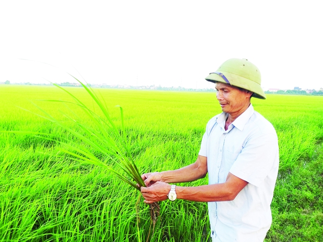 Ông nông dân cấy 100 mẫu ruộng, có nhiều máy nông nghiệp nhất tỉnh Ninh Bình- Ảnh 2.
