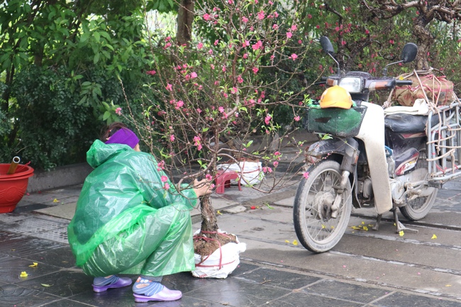 Lái xe ôm "bỏ khách" nhận chở đào, quất thuê kiếm tiền triệu những ngày cận Tết- Ảnh 4.