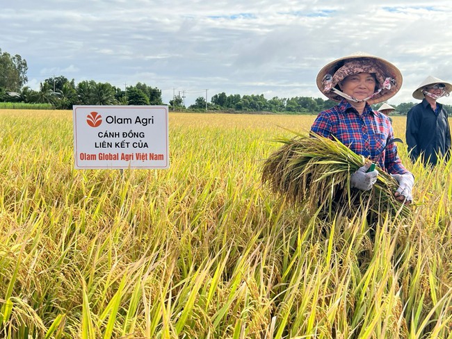 Trồng lúa không chỉ bán gạo, nông dân còn bán tín chỉ carbon- Ảnh 1.