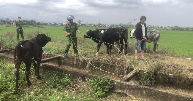 Bắt nhanh đối tượng trộm một lúc 7 con bò của nông dân ở Quảng Nam- Ảnh 1.