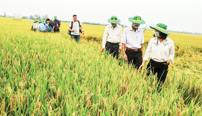 Huy động nhiều “nhà” chung tay làm 1 triệu ha lúa chất lượng cao- Ảnh 1.