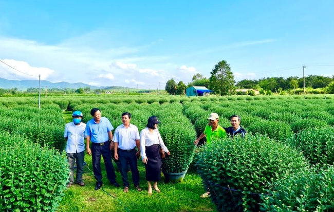 Trồng hoa cúc tết, một tổ hội nông dân nghề nghiệp ở Bình Định nhà nào có thêm tiền- Ảnh 1.