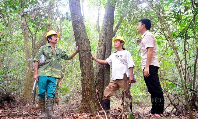 Khai mở 'kho vàng' hàng nghìn tỷ đồng chìm sâu nơi đại ngàn- Ảnh 2.