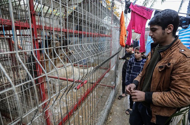 Hình ảnh sư tử, vượn khỉ đói khát, gầy tong teo và chết dần chết mòn ở Dải Gaza- Ảnh 3.