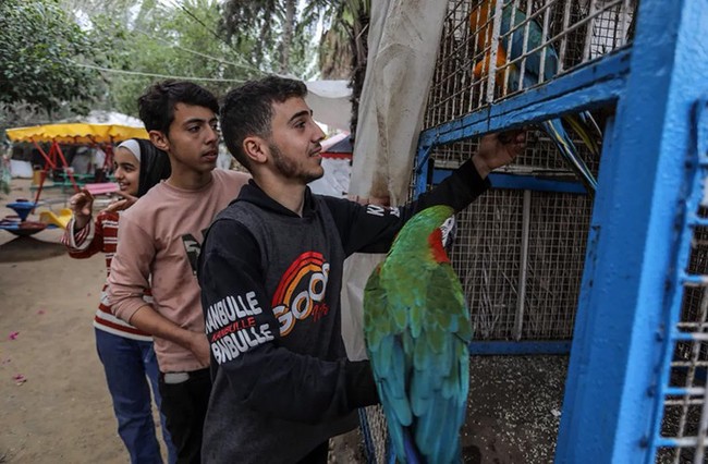 Hình ảnh sư tử, vượn khỉ đói khát, gầy tong teo và chết dần chết mòn ở Dải Gaza- Ảnh 9.