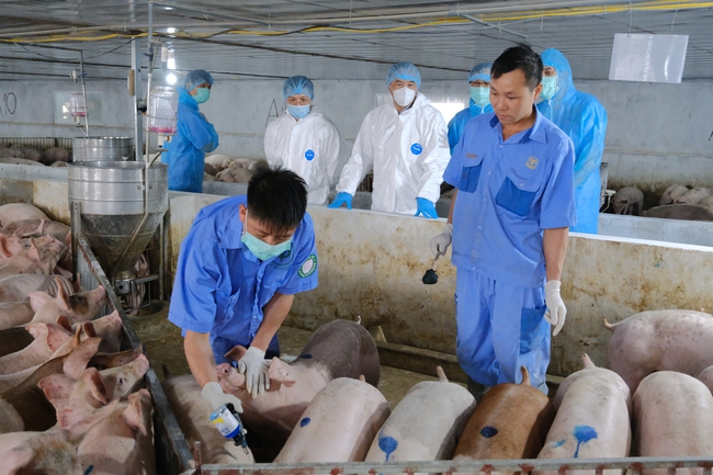 Cục Thú y triển khai loạt giải pháp loại bỏ tâm lý ngại tiêm vaccine dịch tả lợn châu Phi cho đàn lợn của dân- Ảnh 1.