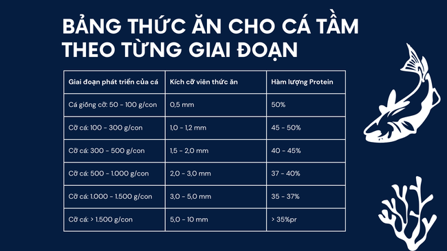 SỔ TAY NHÀ NÔNG: Kỹ thuật chăm sóc và quản lý đàn cá tầm- Ảnh 1.