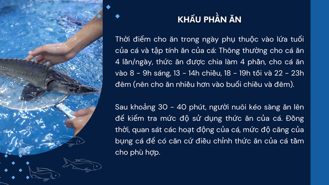 SỔ TAY NHÀ NÔNG: Kỹ thuật chăm sóc và quản lý đàn cá tầm- Ảnh 2.