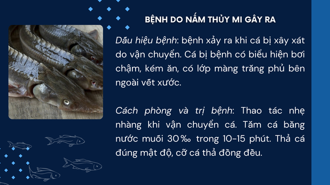 SỔ TAY NHÀ NÔNG: Một số bệnh ở cá tầm và cách phòng trị- Ảnh 1.