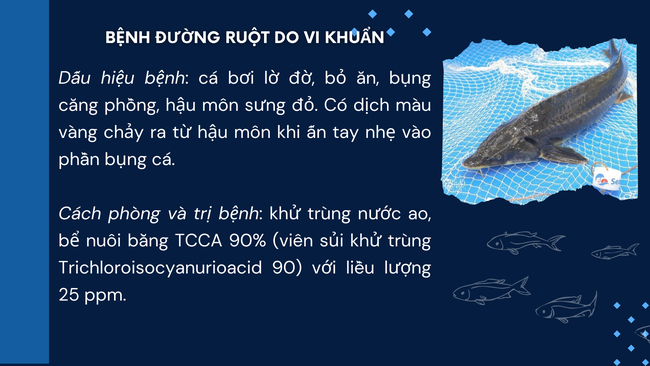 SỔ TAY NHÀ NÔNG: Một số bệnh ở cá tầm và cách phòng trị- Ảnh 2.