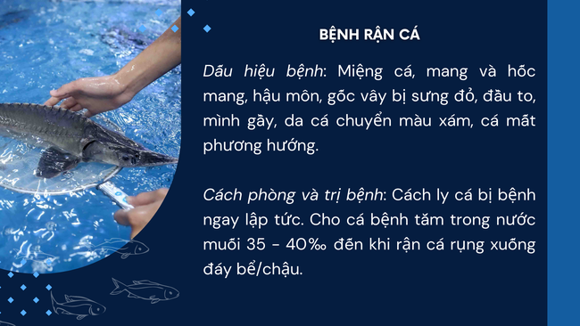 SỔ TAY NHÀ NÔNG: Một số bệnh ở cá tầm và cách phòng trị- Ảnh 3.