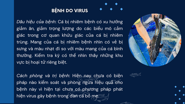 SỔ TAY NHÀ NÔNG: Một số bệnh ở cá tầm và cách phòng trị- Ảnh 4.