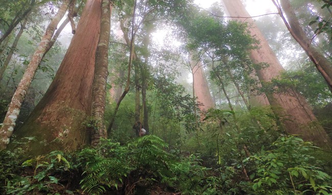 Một khu rừng ở Nghệ An có cây cổ thụ đã sống 2.000 năm, cả chục người ôm mới xuể- Ảnh 1.