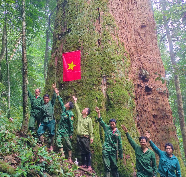Một khu rừng ở Nghệ An có cây cổ thụ đã sống 2.000 năm, cả chục người ôm mới xuể- Ảnh 2.