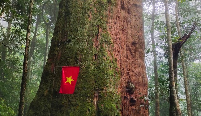 Một khu rừng ở Nghệ An có cây cổ thụ đã sống 2.000 năm, cả chục người ôm mới xuể- Ảnh 3.