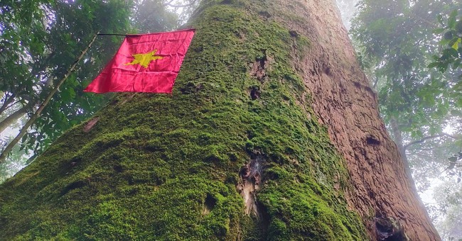 Một khu rừng ở Nghệ An có cây cổ thụ đã sống 2.000 năm, cả chục người ôm mới xuể- Ảnh 4.