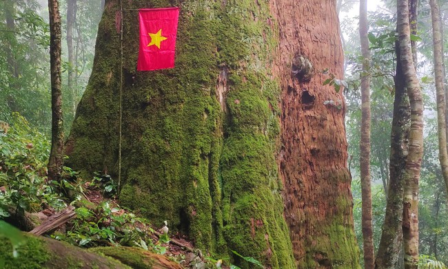 Một khu rừng ở Nghệ An có cây cổ thụ đã sống 2.000 năm, cả chục người ôm mới xuể- Ảnh 6.