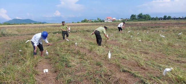 Kiểm lâm ở Huế tháo dỡ hàng nghìn dụng cụ bẫy chim trời, giải cứu hàng trăm cá thể chim hoang dã- Ảnh 1.